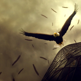 Eagle Flight - Fondos de pantalla gratis para 1024x1024