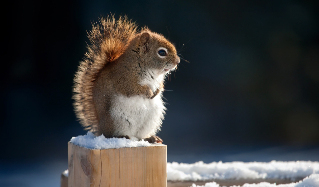 Обои Cute squirrel in winter 1024x600