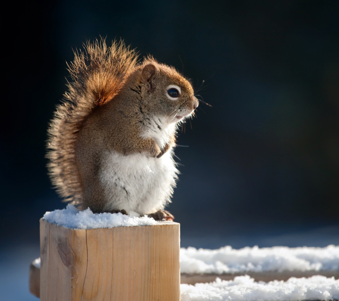 Обои Cute squirrel in winter 1080x960