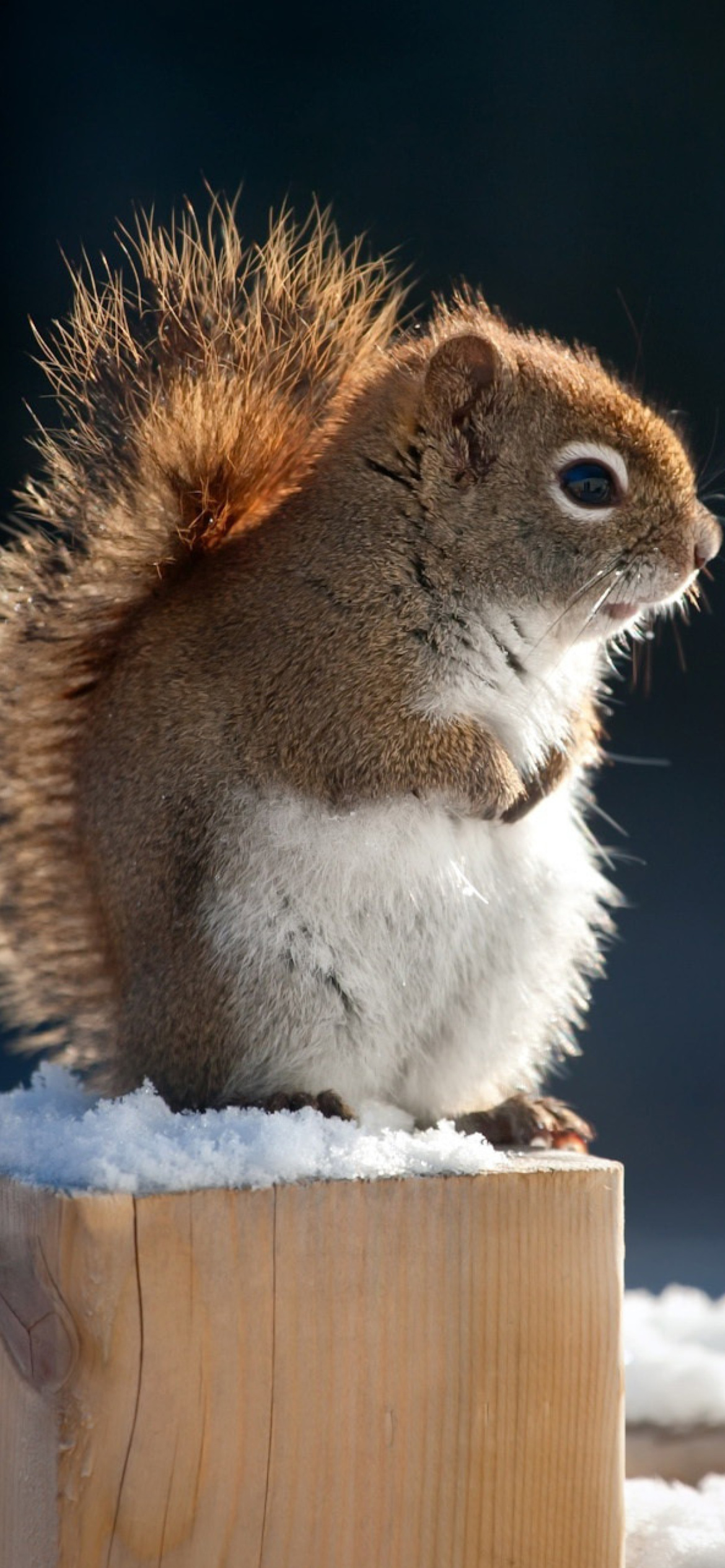 Cute squirrel in winter wallpaper 1170x2532