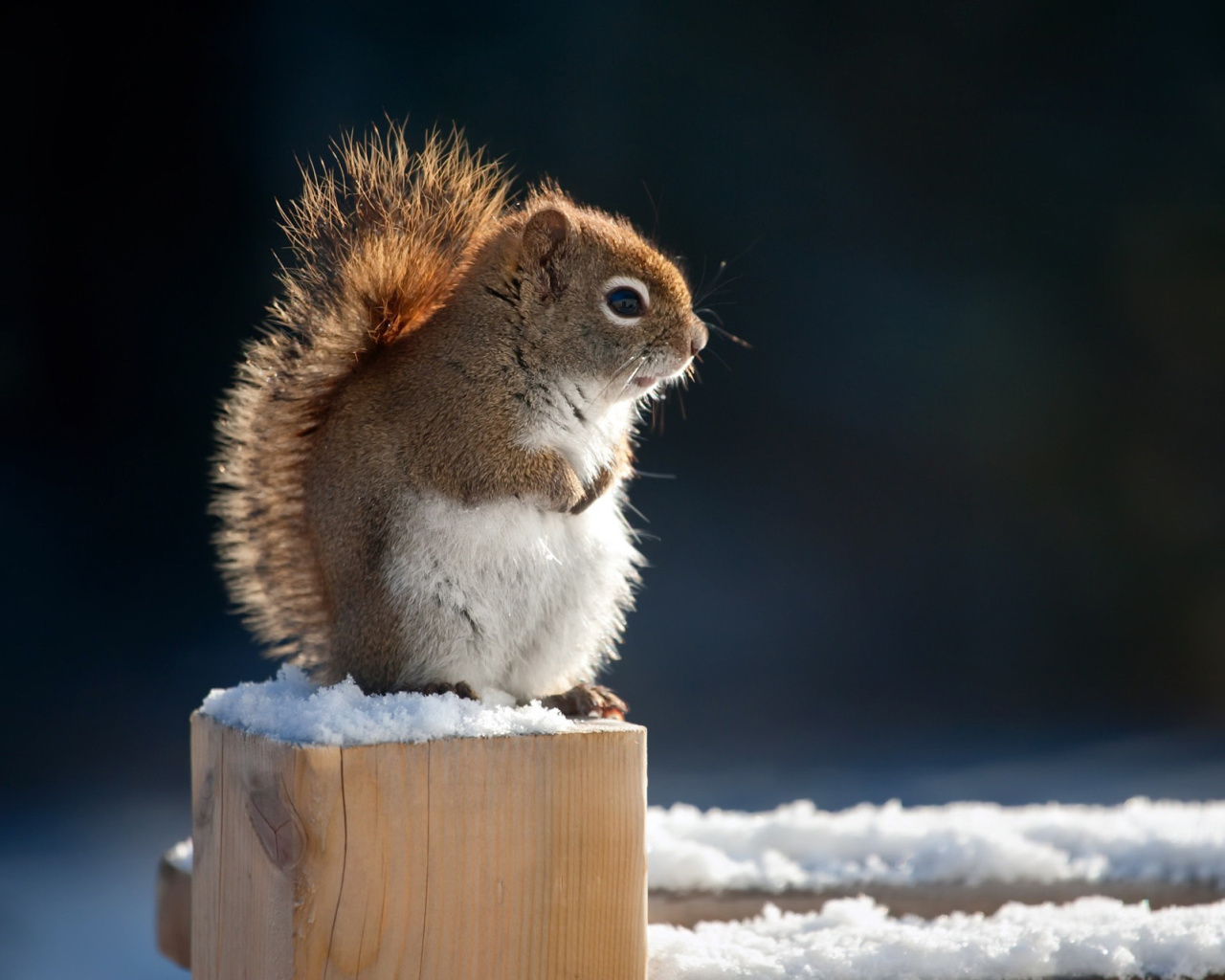 Cute squirrel in winter wallpaper 1280x1024