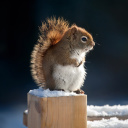 Cute squirrel in winter wallpaper 128x128