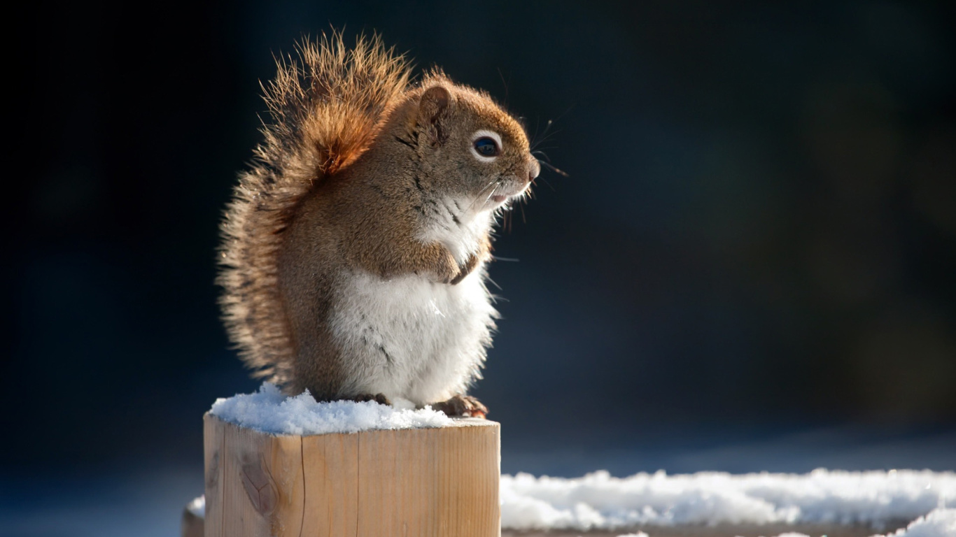 Cute squirrel in winter wallpaper 1366x768
