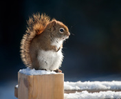 Fondo de pantalla Cute squirrel in winter 176x144