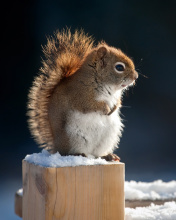 Cute squirrel in winter wallpaper 176x220