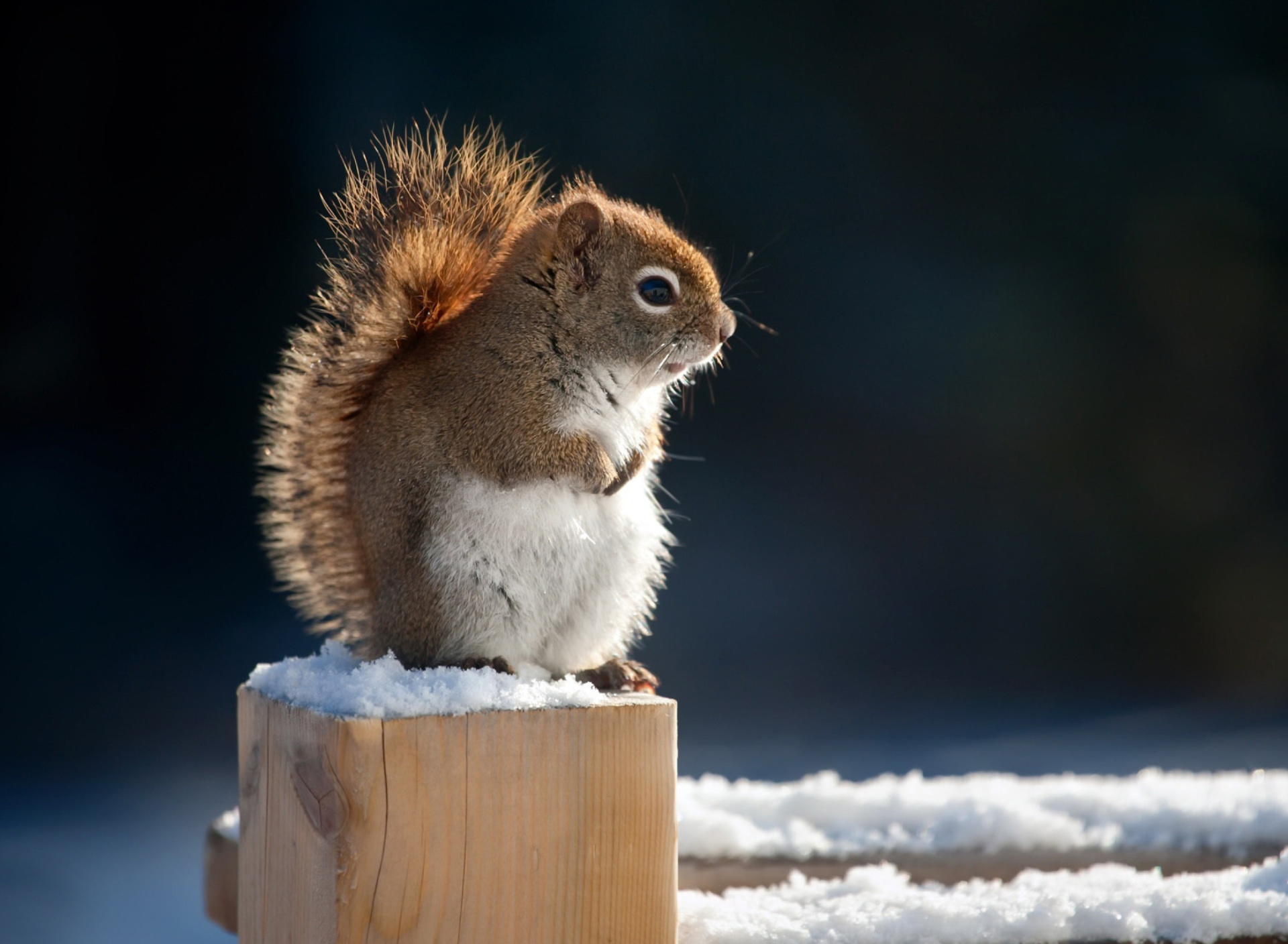 Обои Cute squirrel in winter 1920x1408