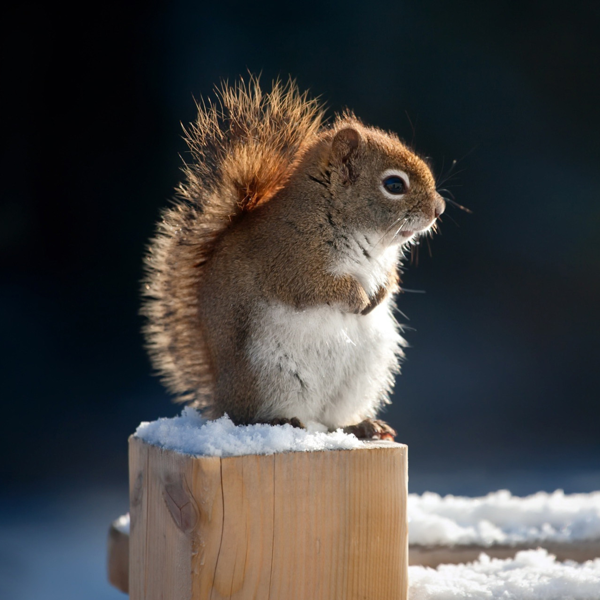 Sfondi Cute squirrel in winter 2048x2048
