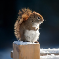 Das Cute squirrel in winter Wallpaper 208x208
