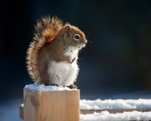 Обои Cute squirrel in winter 220x176