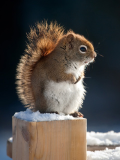 Обои Cute squirrel in winter 240x320