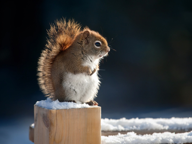 Sfondi Cute squirrel in winter 640x480