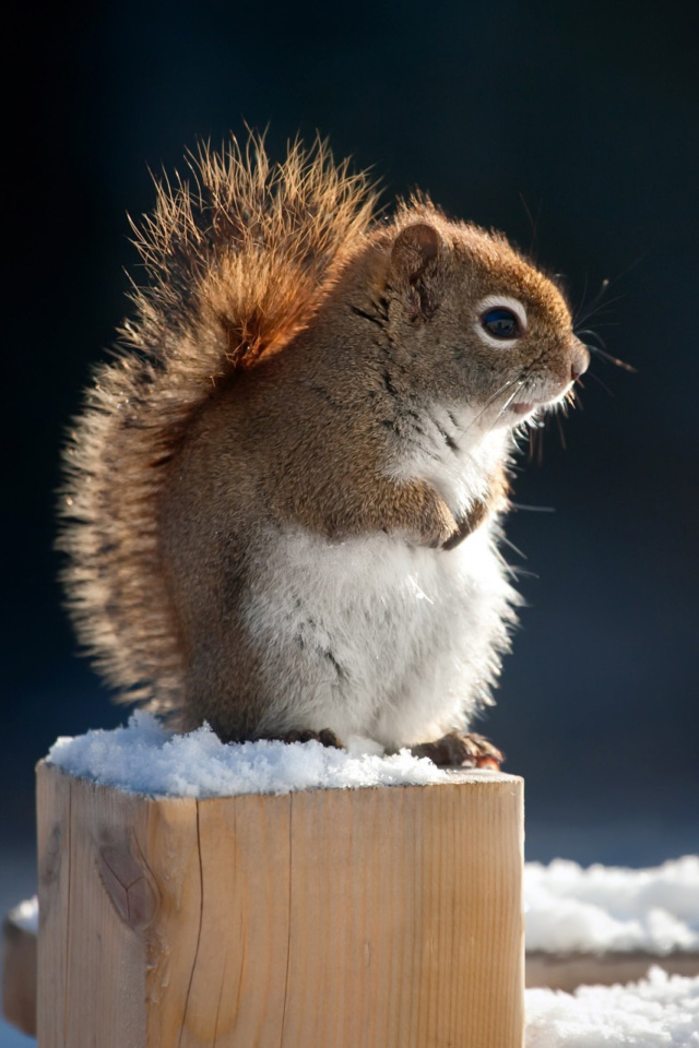 Cute squirrel in winter wallpaper 640x960