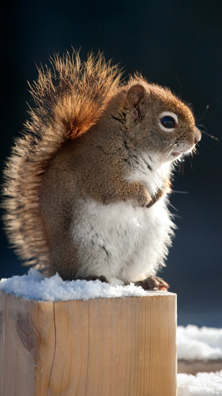 Cute squirrel in winter wallpaper 750x1334