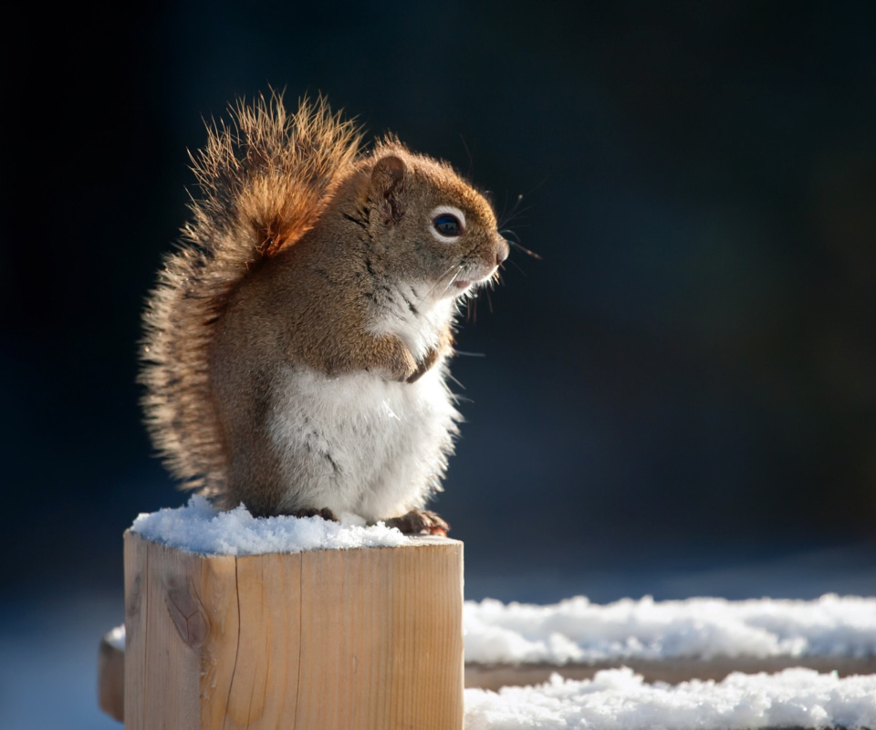 Обои Cute squirrel in winter 960x800