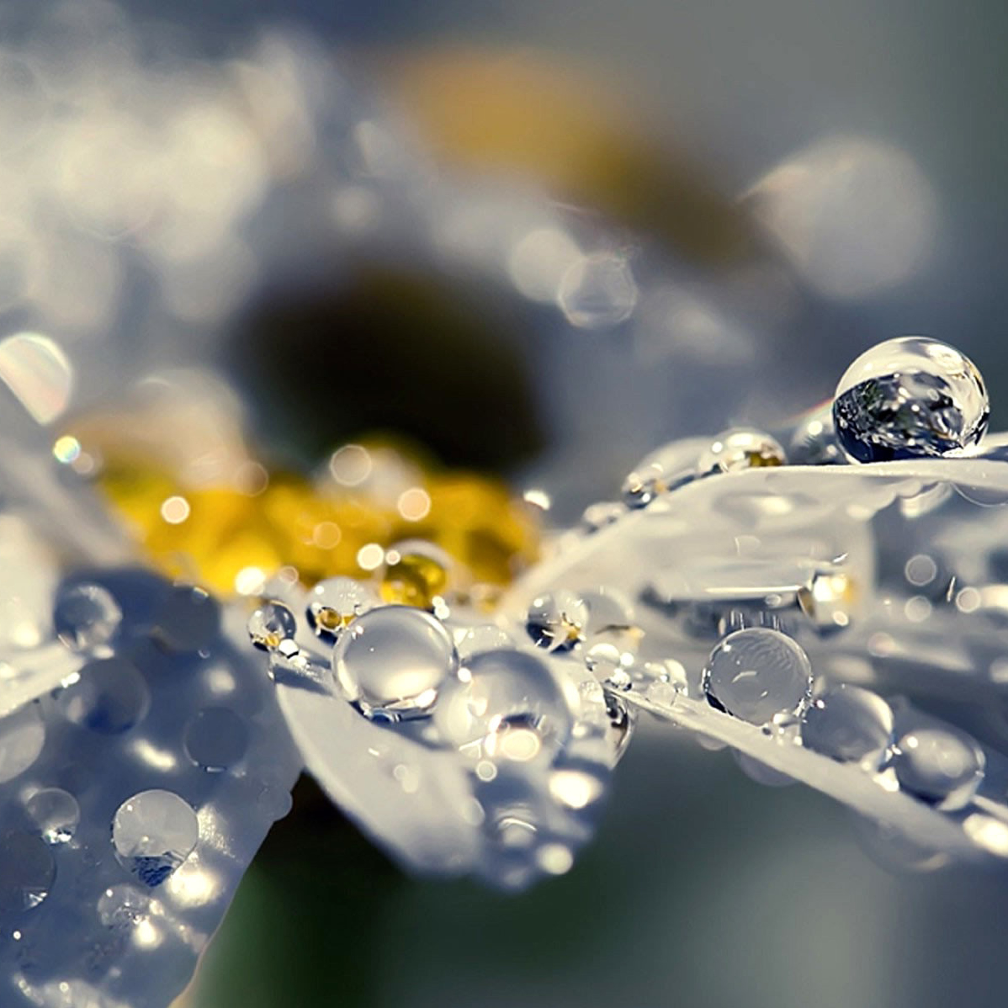 Fondo de pantalla Raindrops HD Macro 2048x2048