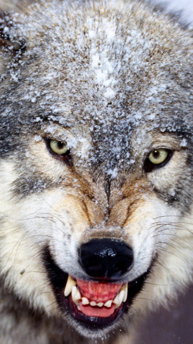 Wolf wallpaper 750x1334