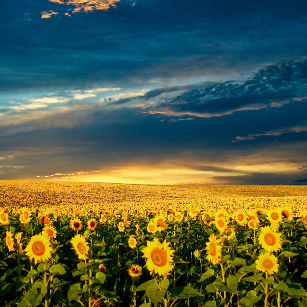 Fondo de pantalla Sunflower Meadow 1024x1024