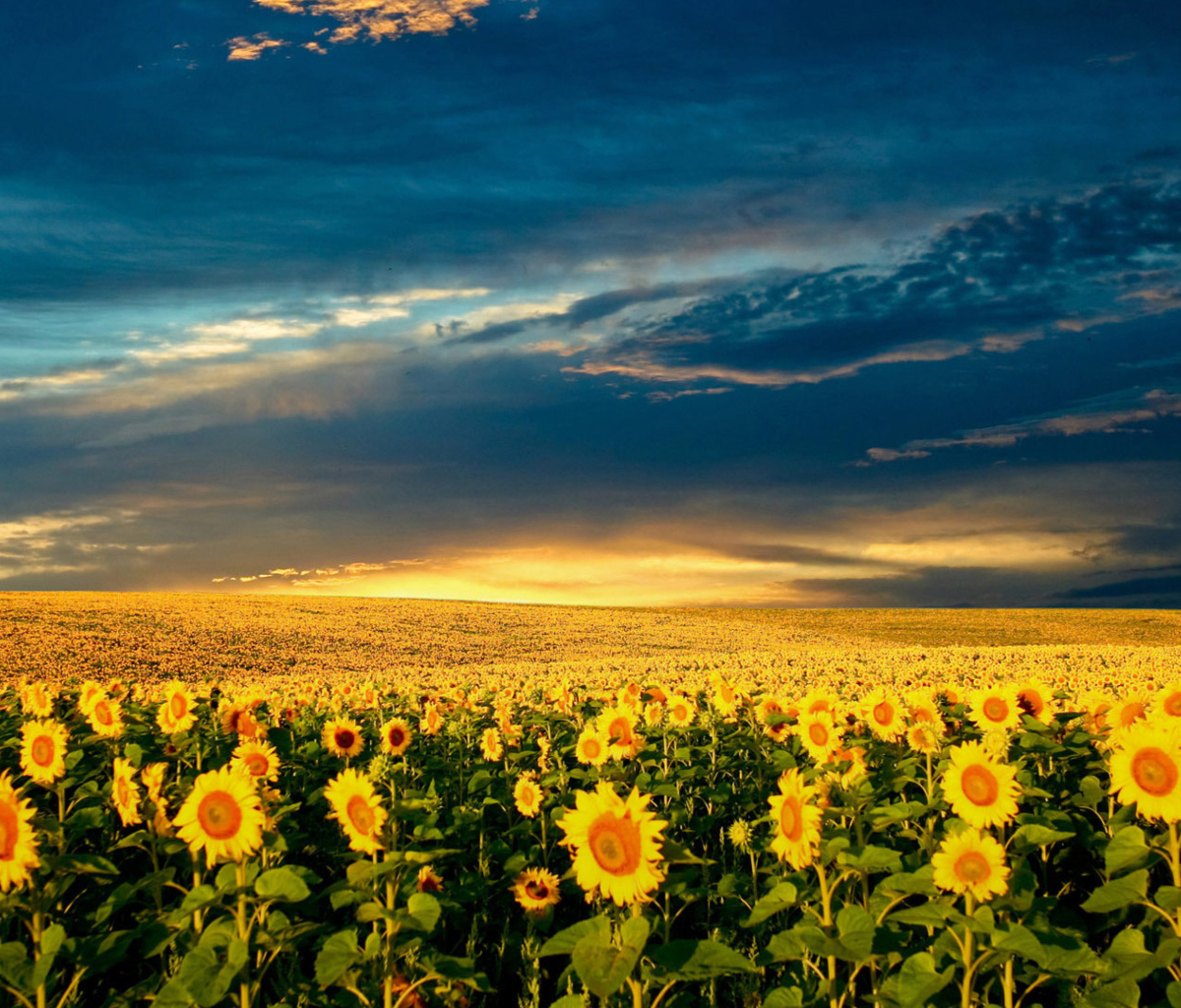 Обои Sunflower Meadow 1200x1024