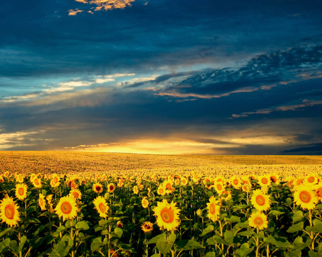 Fondo de pantalla Sunflower Meadow 1280x1024