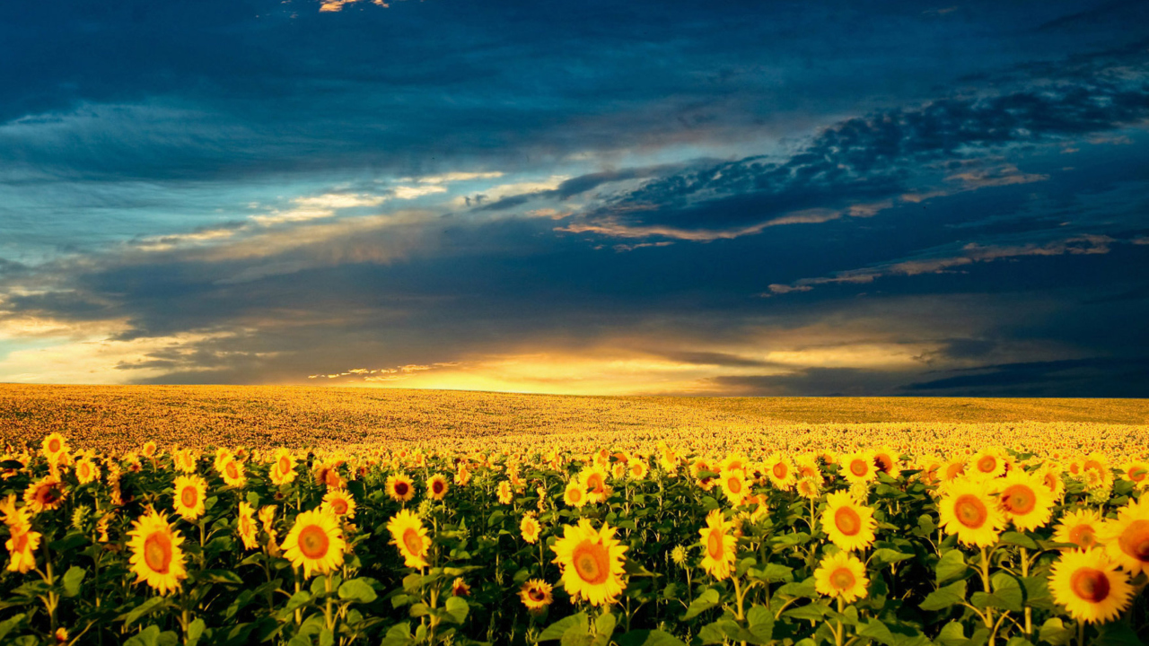 Das Sunflower Meadow Wallpaper 1280x720