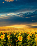 Fondo de pantalla Sunflower Meadow 128x160