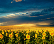 Sfondi Sunflower Meadow 176x144