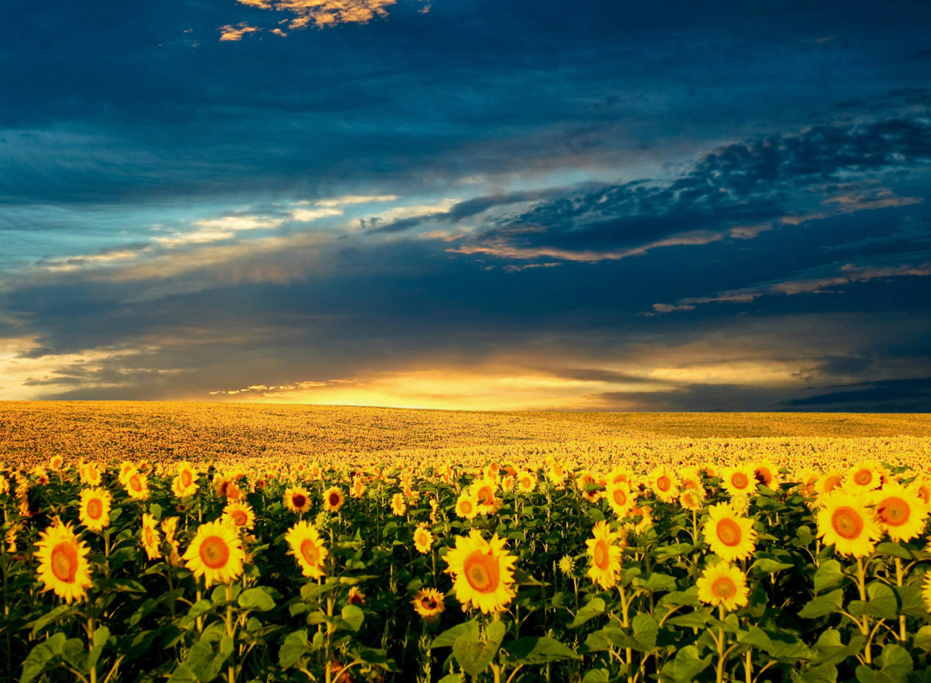 Fondo de pantalla Sunflower Meadow 1920x1408