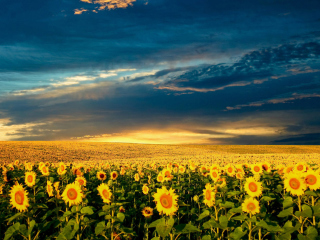 Обои Sunflower Meadow 320x240