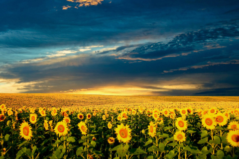 Fondo de pantalla Sunflower Meadow 480x320