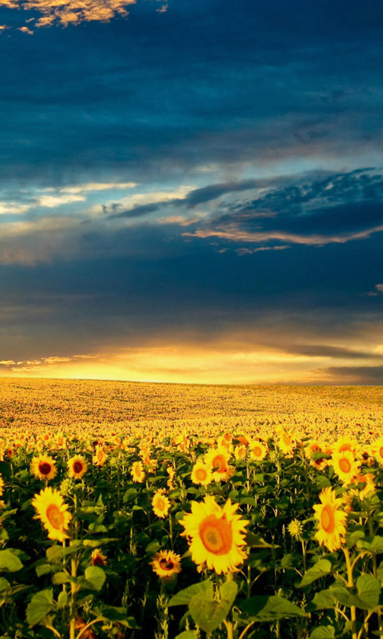 Fondo de pantalla Sunflower Meadow 768x1280