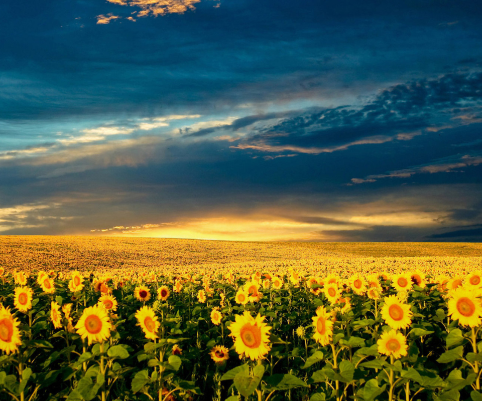 Das Sunflower Meadow Wallpaper 960x800