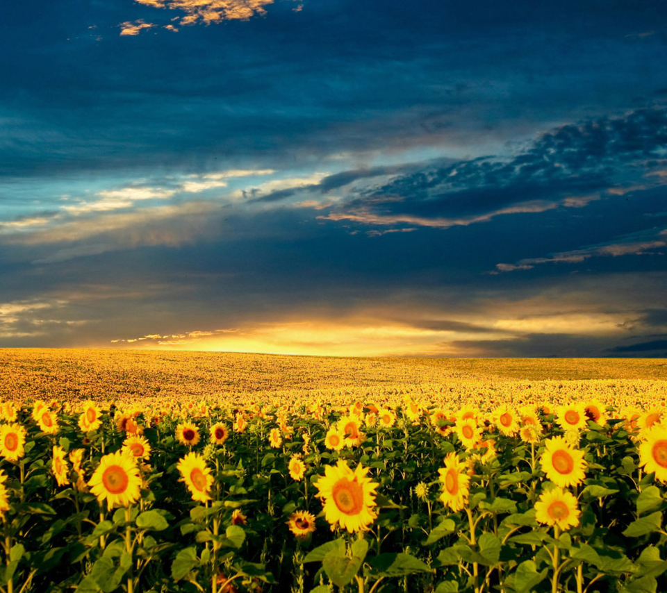 Обои Sunflower Meadow 960x854