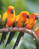 Sfondi Yellow Parrots 128x160
