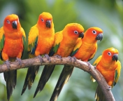 Sfondi Yellow Parrots 176x144