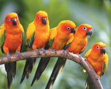 Sfondi Yellow Parrots 220x176