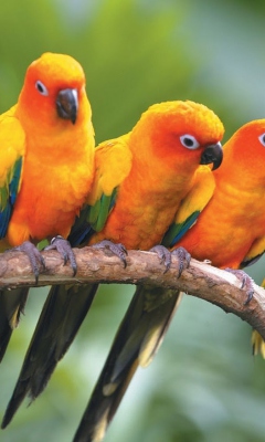 Sfondi Yellow Parrots 240x400