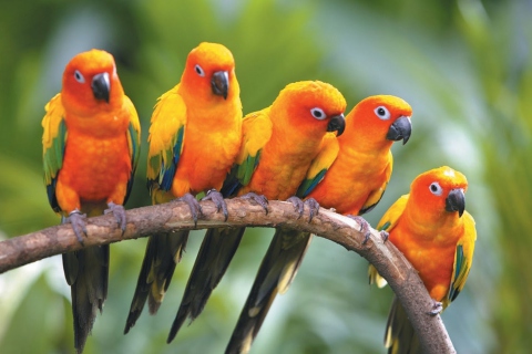 Sfondi Yellow Parrots 480x320