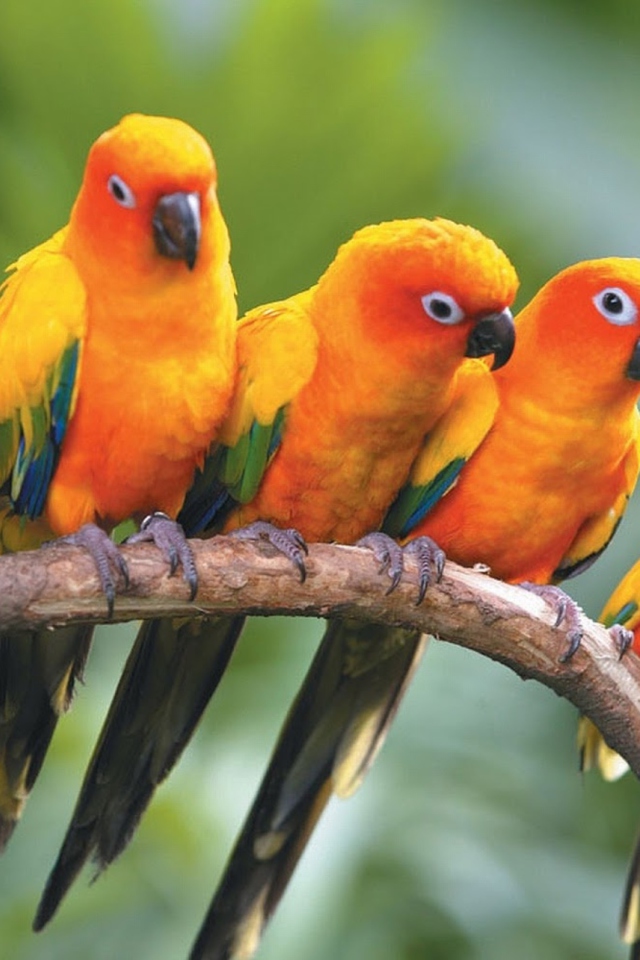 Sfondi Yellow Parrots 640x960