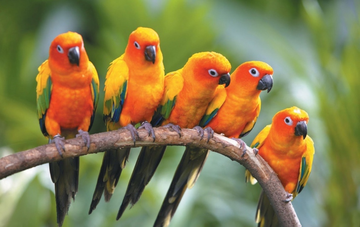 Yellow Parrots wallpaper