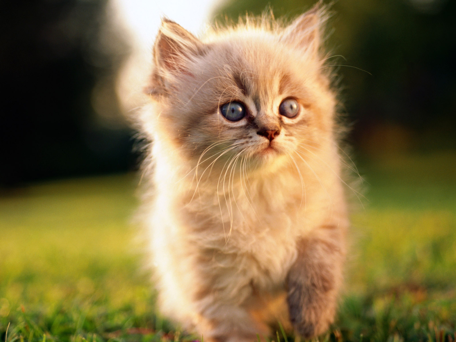 Kitten wallpaper 1600x1200