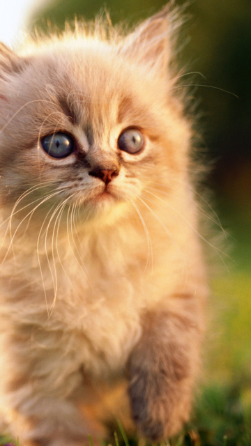 Kitten wallpaper 360x640