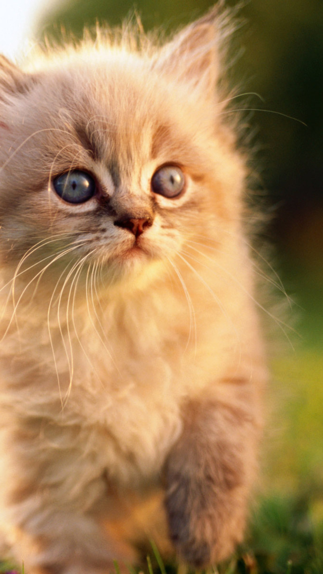 Kitten screenshot #1 640x1136