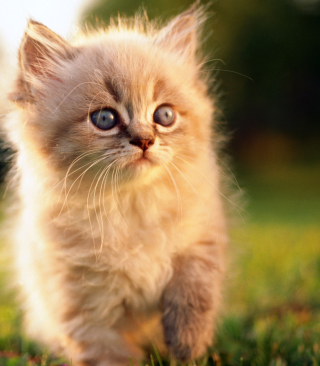 Kitten - Obrázkek zdarma pro iPhone 3G S