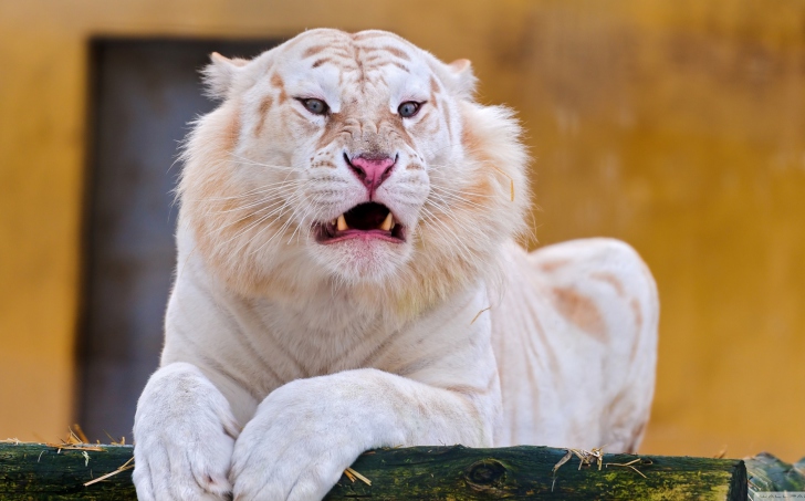 Fondo de pantalla White Tiger Laying Down