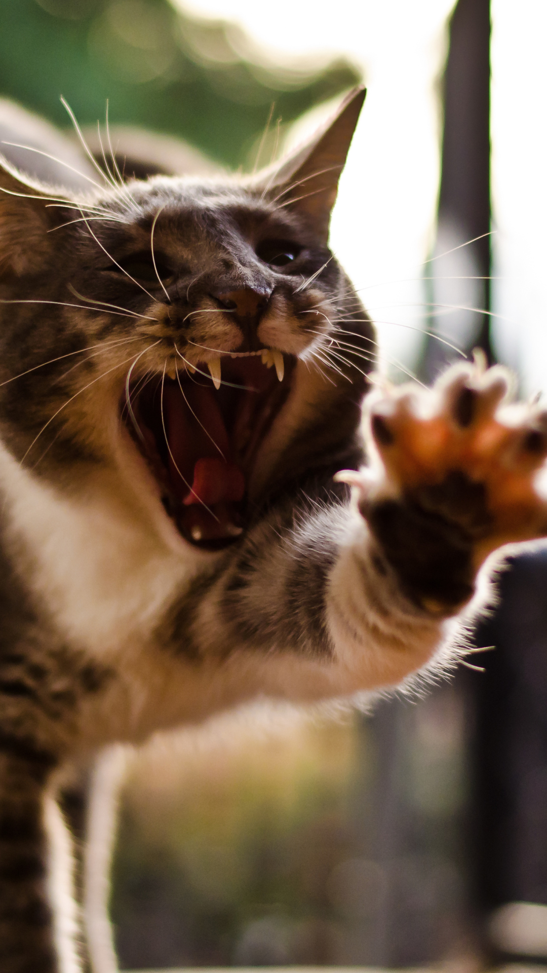 Обои Funny Yawning 1080x1920