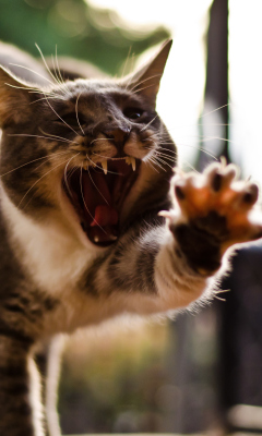 Funny Yawning wallpaper 240x400