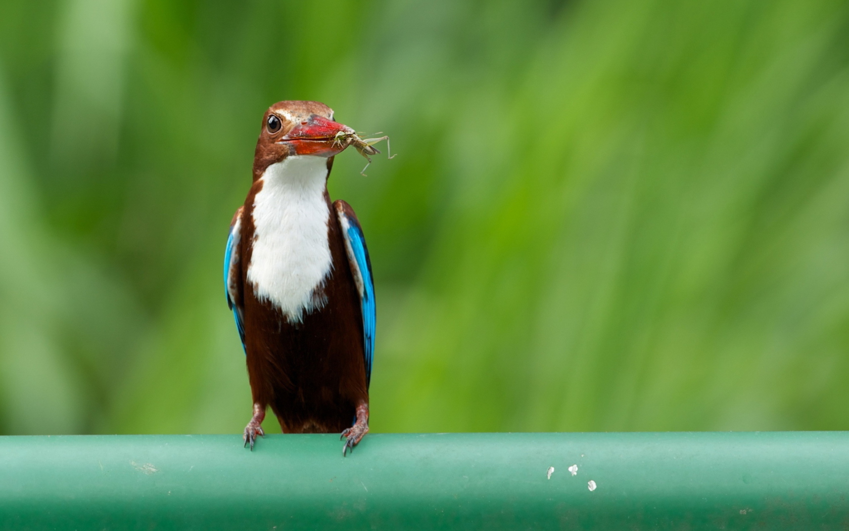 Обои White Breasted Kingfisher 1680x1050