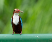 White Breasted Kingfisher wallpaper 176x144