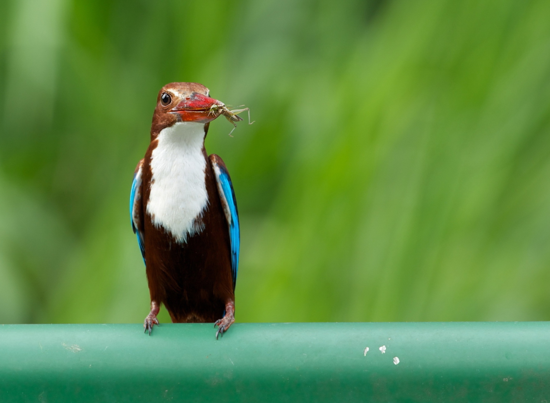 Das White Breasted Kingfisher Wallpaper 1920x1408