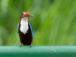 Обои White Breasted Kingfisher 320x240